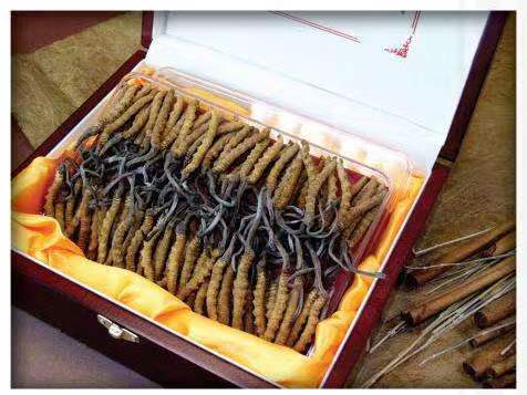 肥西冬虫夏草回收